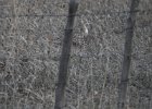 Sharp-tailed Grouse (24)