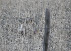 Sharp-tailed Grouse (25)