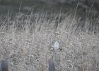 Sharp-tailed Grouse (27)