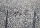 Sharp-tailed Grouse (28)