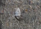 Sharp-tailed Grouse (3) edited