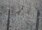 Sharp-tailed Grouse (30)