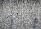 Sharp-tailed Grouse (31)