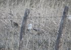 Sharp-tailed Grouse (32)