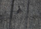 Sharp-tailed Grouse (34)