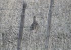 Sharp-tailed Grouse (35)