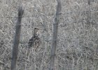Sharp-tailed Grouse (36)