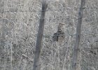 Sharp-tailed Grouse (37)