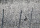 Sharp-tailed Grouse (38)