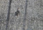 Sharp-tailed Grouse (39)