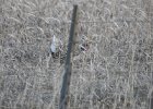 Sharp-tailed Grouse (4)