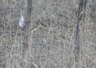 Sharp-tailed Grouse (40)