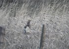 Sharp-tailed Grouse (5)