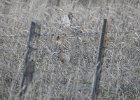 Sharp-tailed Grouse (6)