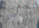 Sharp-tailed Grouse (7) edited