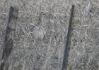 Sharp-tailed Grouse (8)