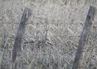 Sharp-tailed Grouse (9)