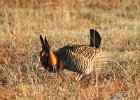 Greater Prairie Chicken (1)