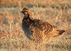 Greater Prairie Chicken (10)