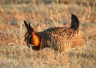 Greater Prairie Chicken (11)