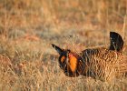 Greater Prairie Chicken (12)