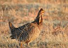 Greater Prairie Chicken (13)