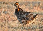 Greater Prairie Chicken (14)