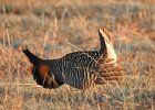 Greater Prairie Chicken (15)