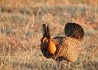 Greater Prairie Chicken (16)