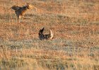 Greater Prairie Chicken (17)