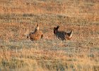 Greater Prairie Chicken (18)