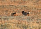 Greater Prairie Chicken (19)
