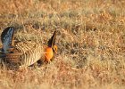 Greater Prairie Chicken (2)