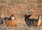 Greater Prairie Chicken (20)