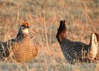 Greater Prairie Chicken (21)
