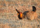 Greater Prairie Chicken (22)