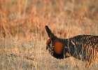 Greater Prairie Chicken (23)