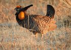 Greater Prairie Chicken (24)