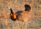 Greater Prairie Chicken (25)
