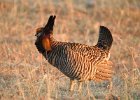 Greater Prairie Chicken (26)