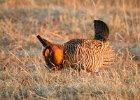 Greater Prairie Chicken (27)