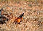 Greater Prairie Chicken (28)