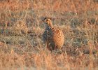 Greater Prairie Chicken (29)