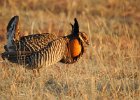 Greater Prairie Chicken (3)