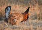 Greater Prairie Chicken (30)