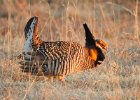 Greater Prairie Chicken (31)