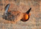 Greater Prairie Chicken (32)