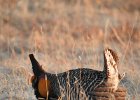 Greater Prairie Chicken (33)