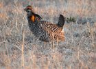 Greater Prairie Chicken (34)