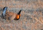 Greater Prairie Chicken (35)
